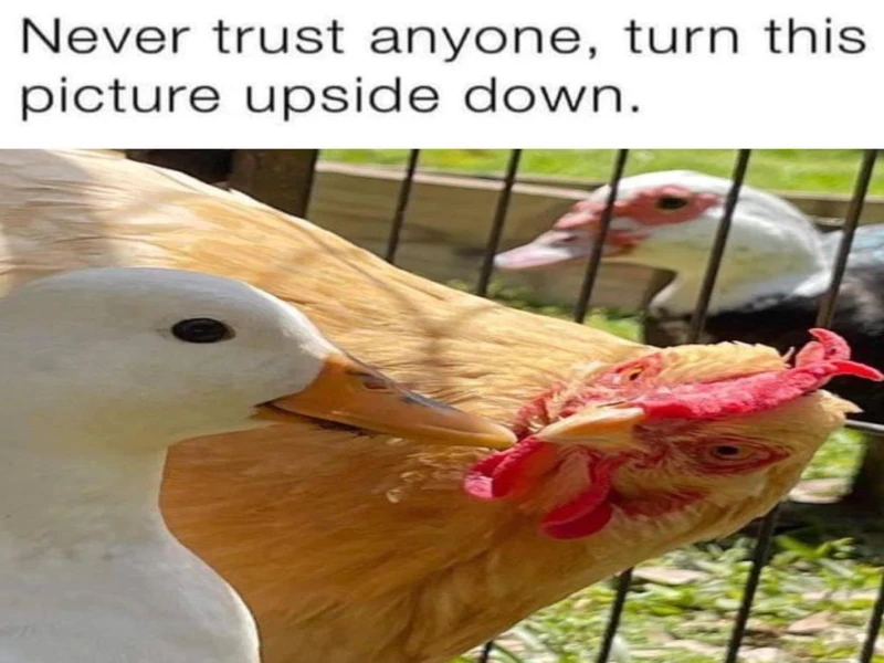 Memes That Satirize Pop Culture in the Best Way