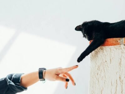 The Impact of Financial Literacy on Your Credit Score