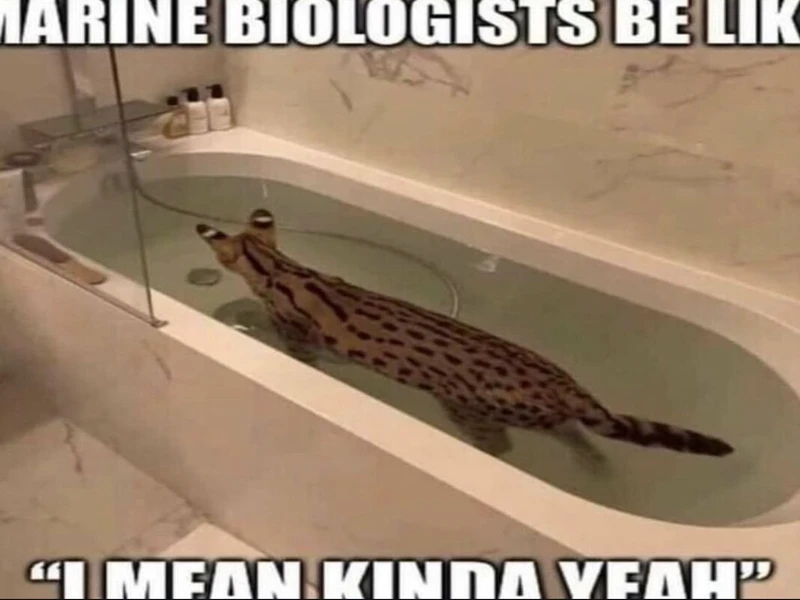 Memes Only True Experts Will Understand