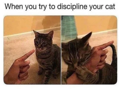 The Top Niche Memes for Deep-Dive Enthusiasts