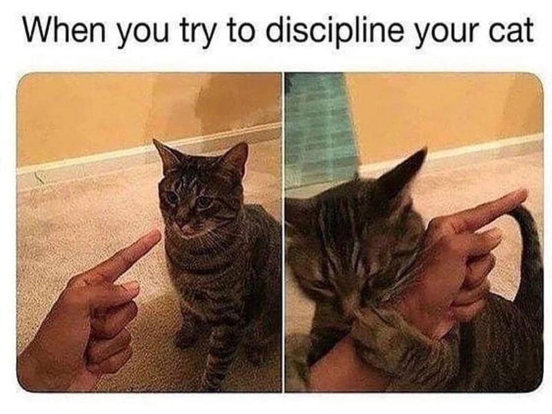 The Top Niche Memes for Deep-Dive Enthusiasts